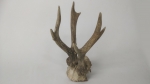 Horns