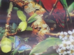 Picture Parrots 3D