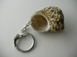 Keychain Rapana