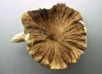Turtle from wood