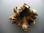 Turtle from wood