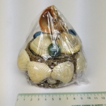 Shells box