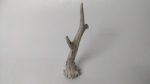 Horn