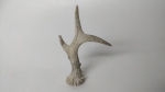 Horn