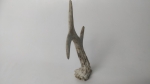 Horn