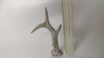 Horn
