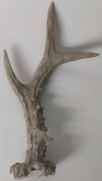 Horn