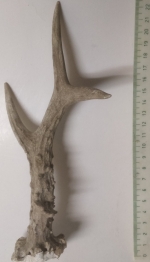 Horn