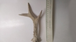 Horn
