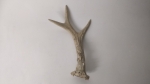 Horn