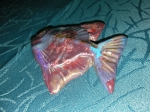 Wall ceramic small fish